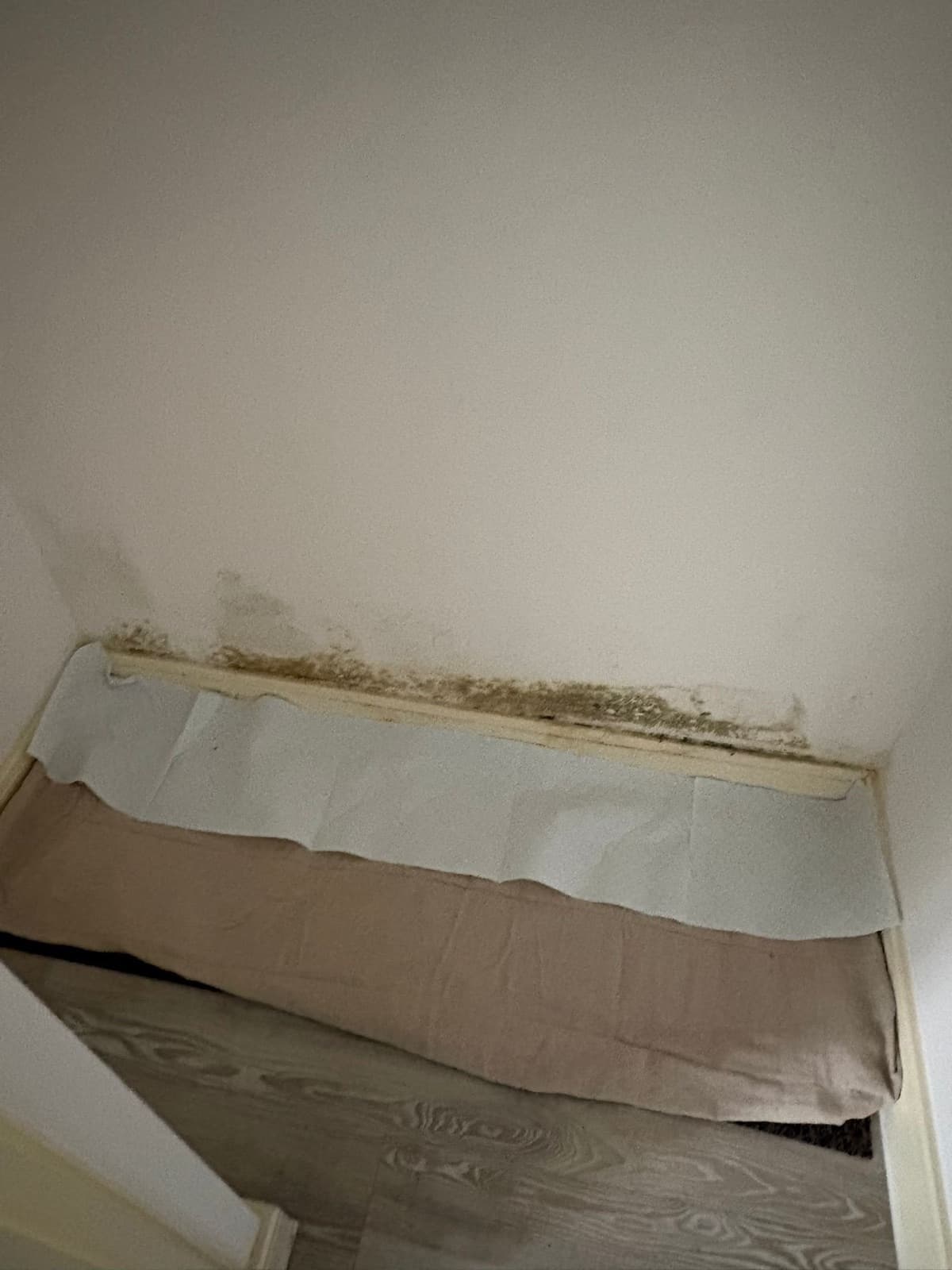Mould growth along the top of a skirting board with wallpaper lifting away from a damp wall