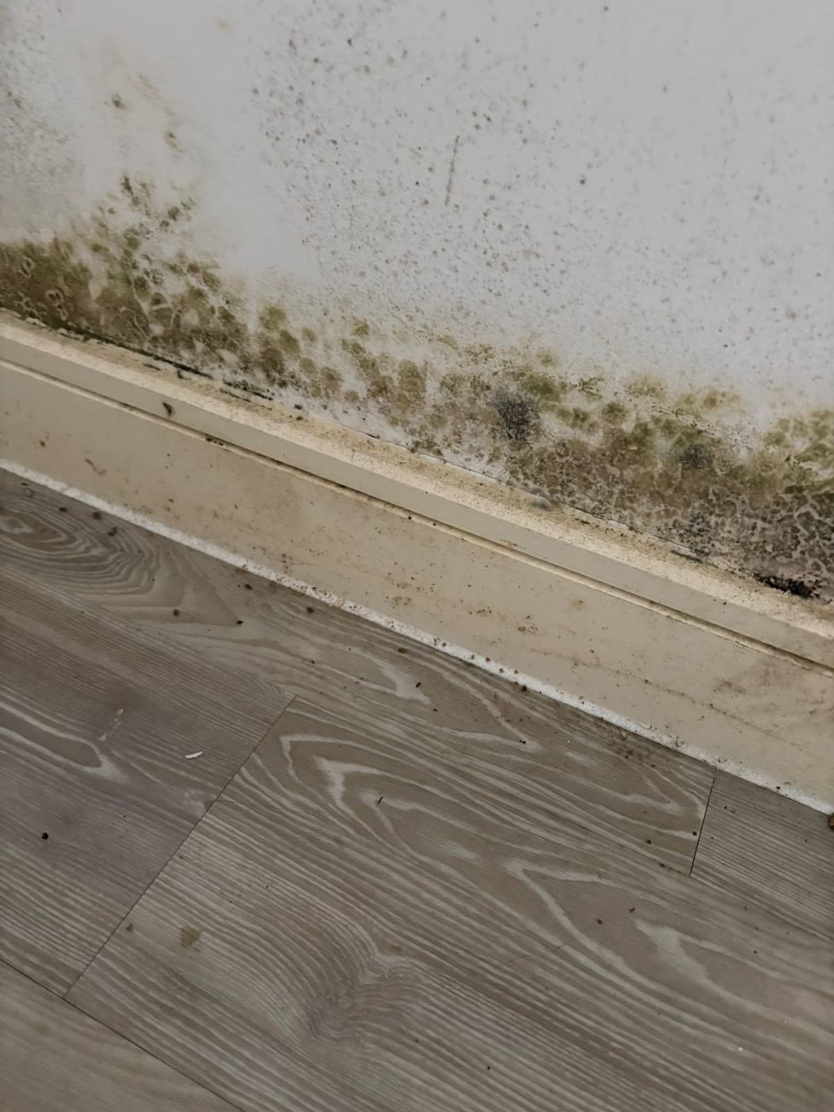 Close-up of black and green mould growth spreading along a wall above the skirting board